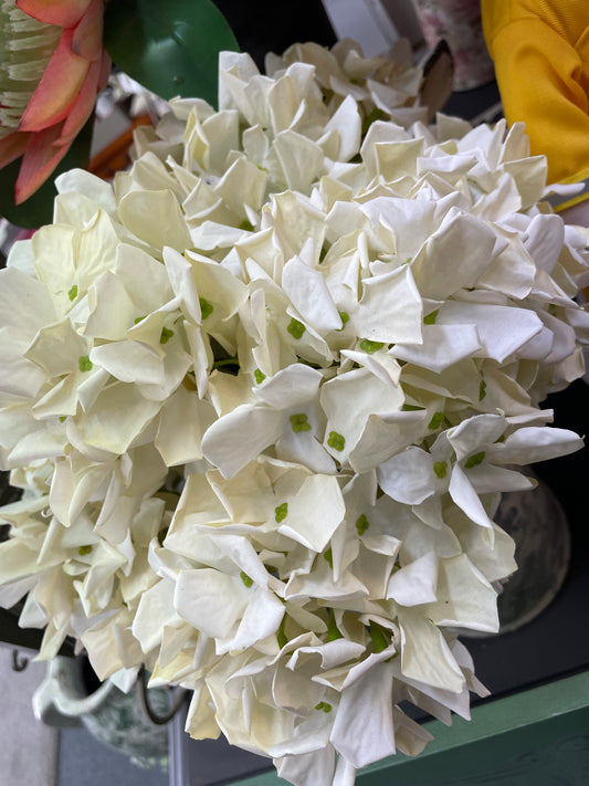 GN Petite Hydraenga Cream