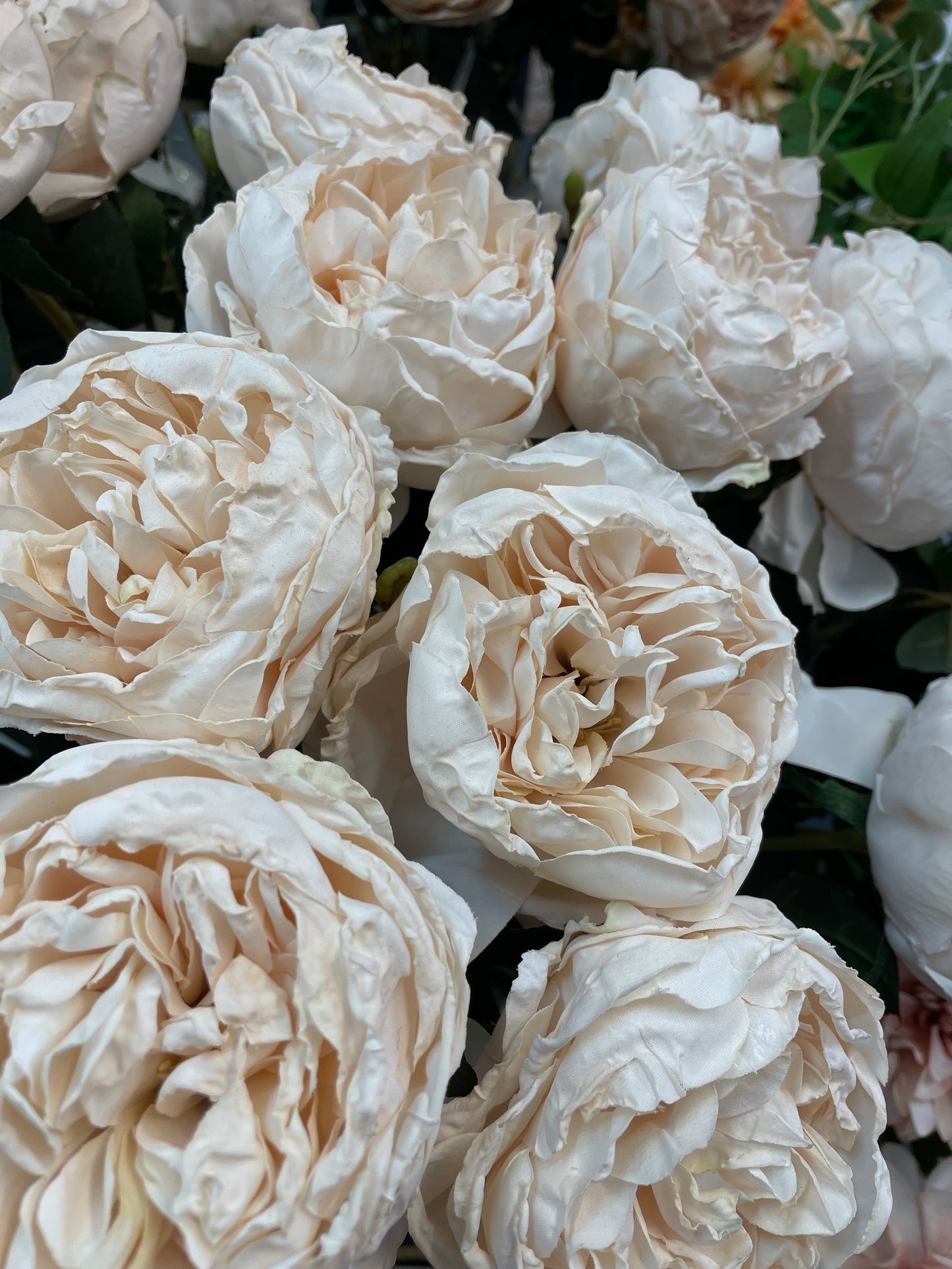 GN Austin Rose - Aged Cream