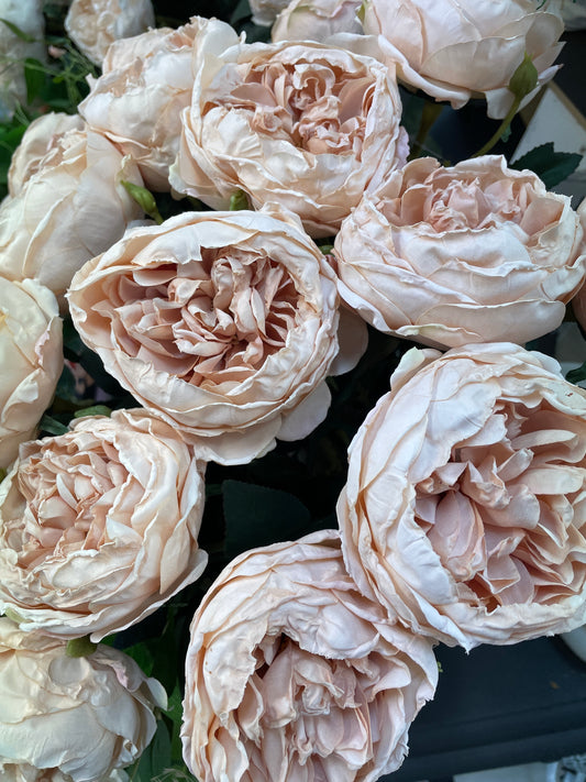 GN Austin Rose - Champagne