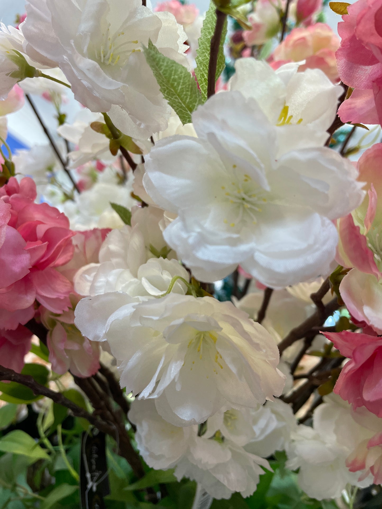 GN Japanese Cherry Bloss White