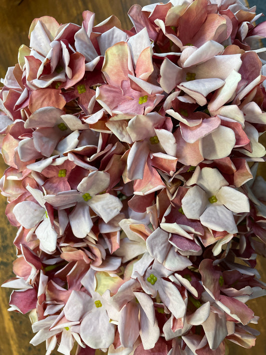 GN Petite Hydraenga Mix Pink