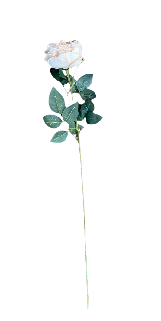 GN Austin Rose - Champagne