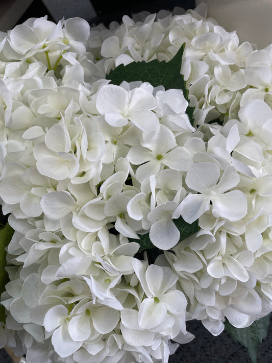 GN Vintage Hortensia - White