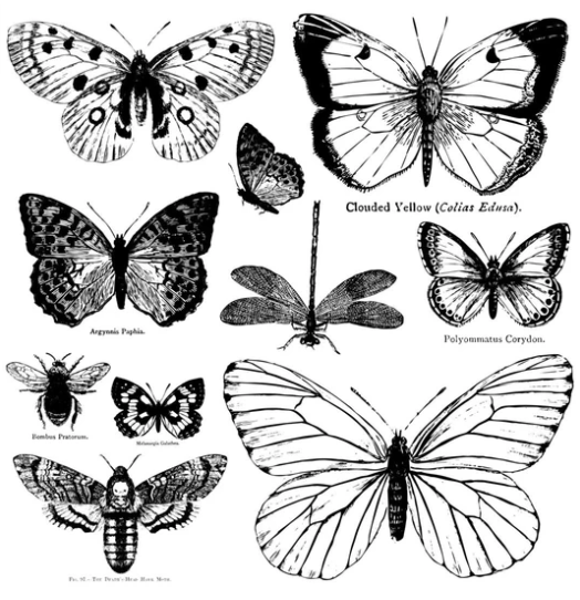 IOD Stamp Butterflies