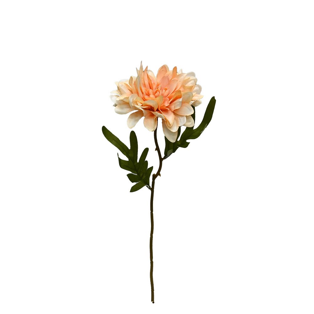 GN Cottage Dahlia Apricot