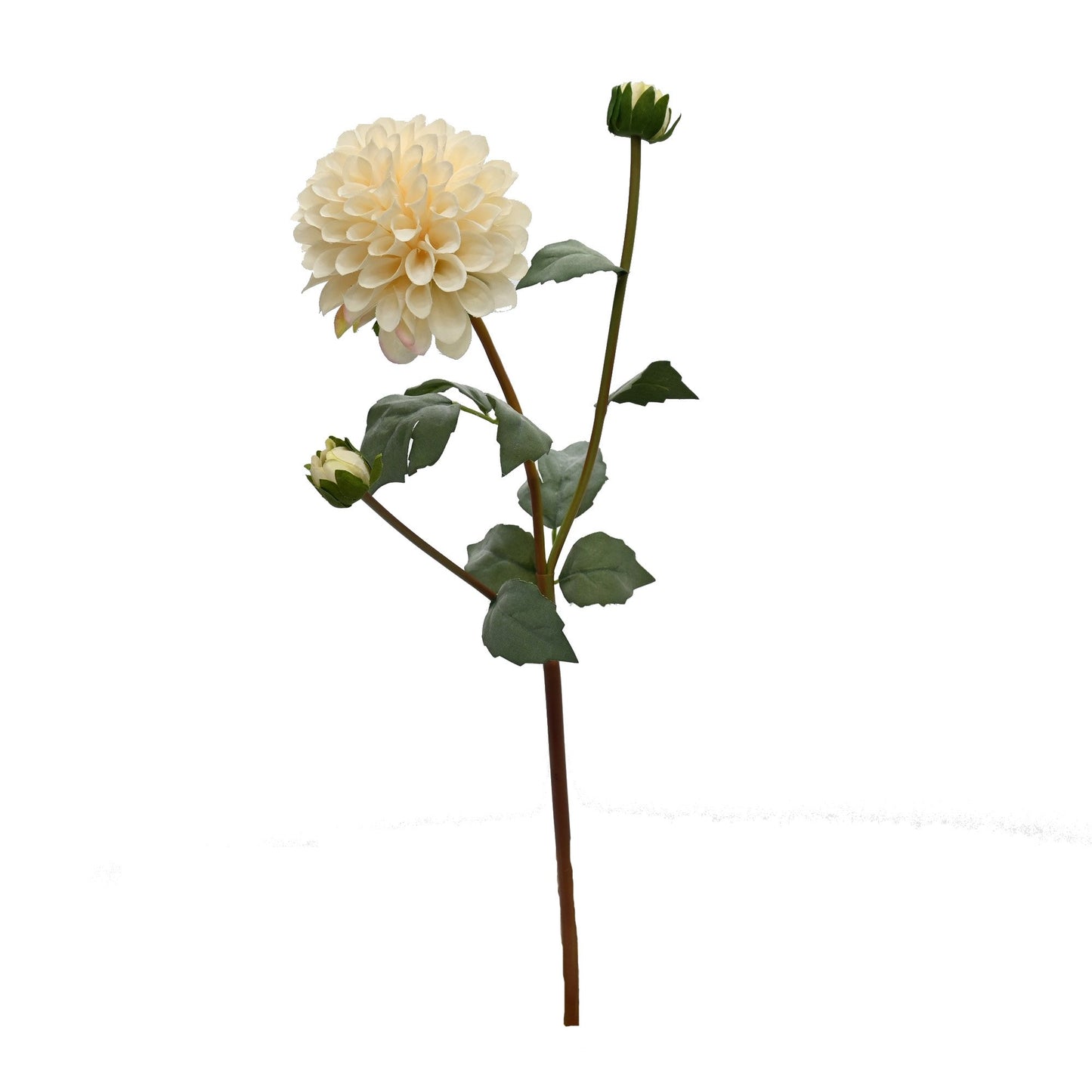 GN English Dahlia Aged Cream