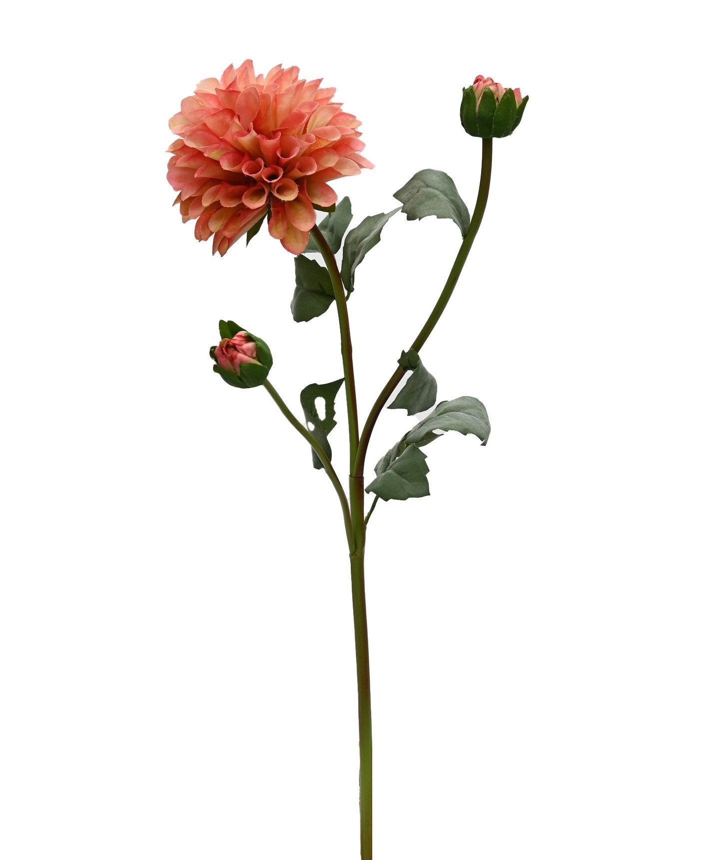 GN English Dahlia Peach