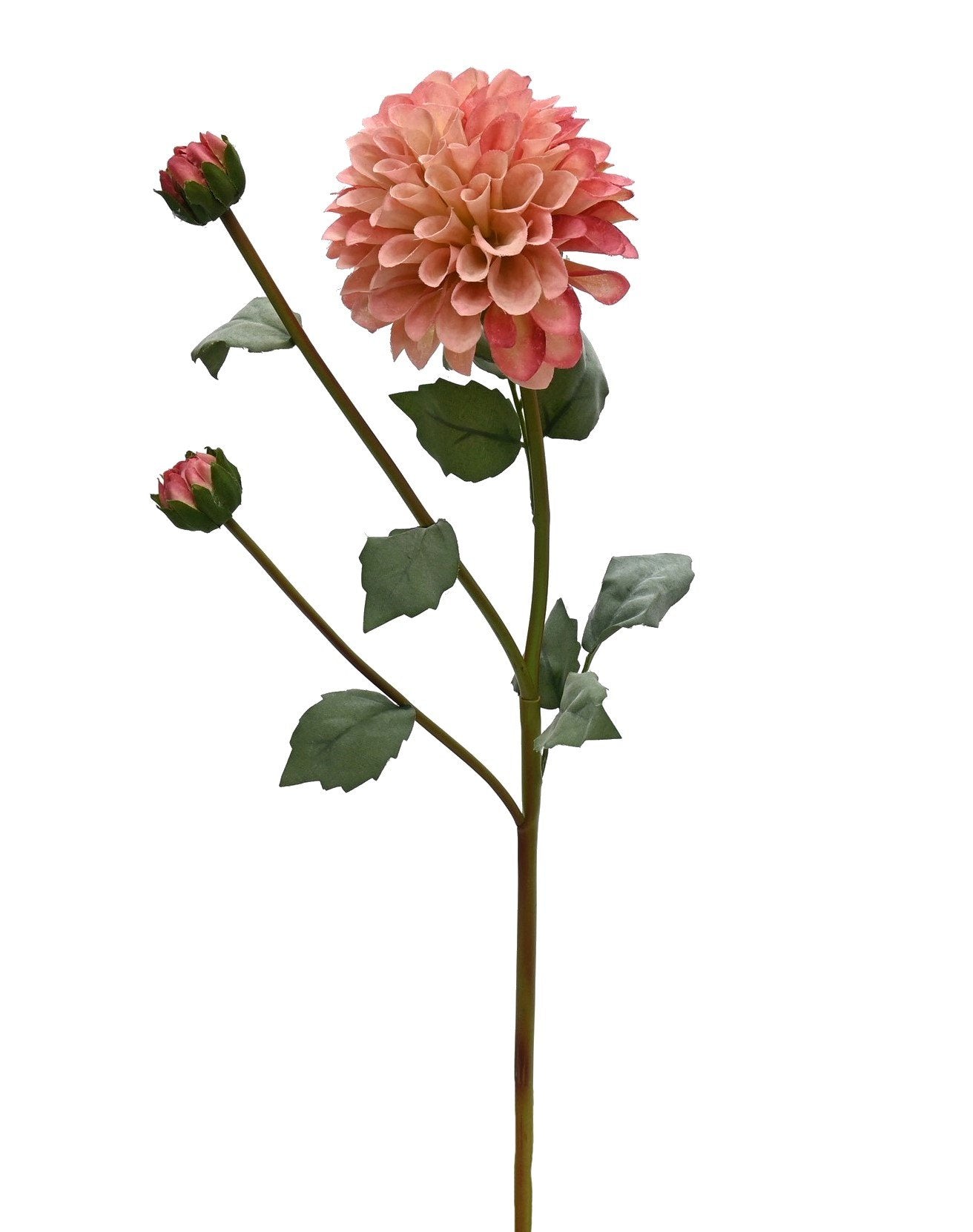 GN English Dahlia Sunset Pink