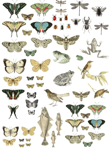 IOD Trfer Entomology Etcetera