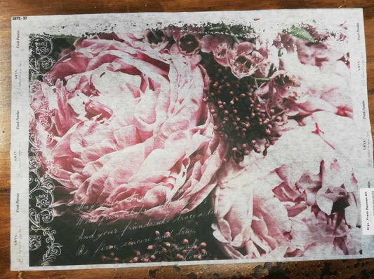 Grys - Fresh Peonies A3