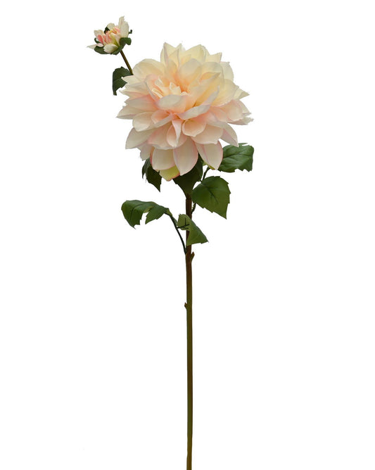 GN Hampstead Dahlia Cream Pink