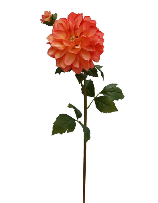 GN Hampstead Dahlia Pssnfruit