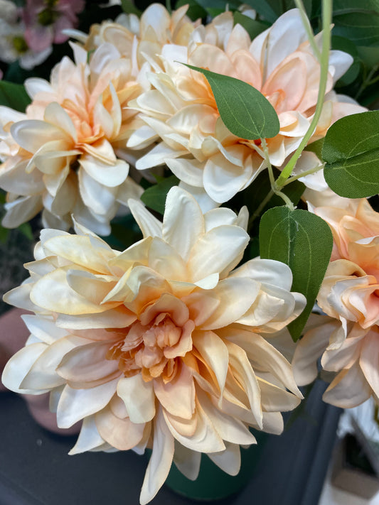 GN Cottage Dahlia Apricot