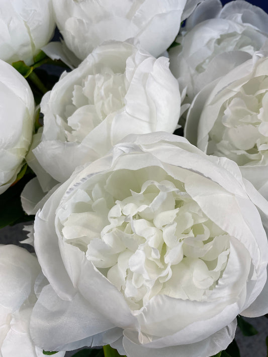 Duchess Peony - White