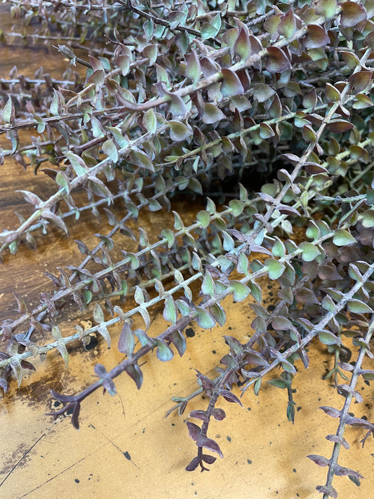 GN Mini Eucalyptus Pulverulent