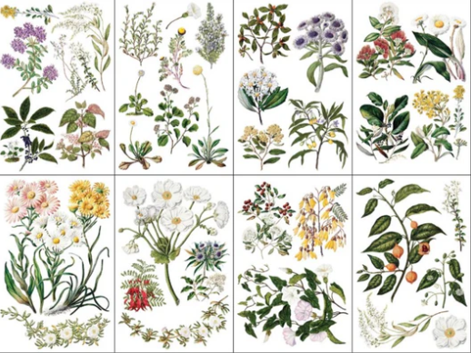 IOD Trfer Sarah Featon's Botanicals