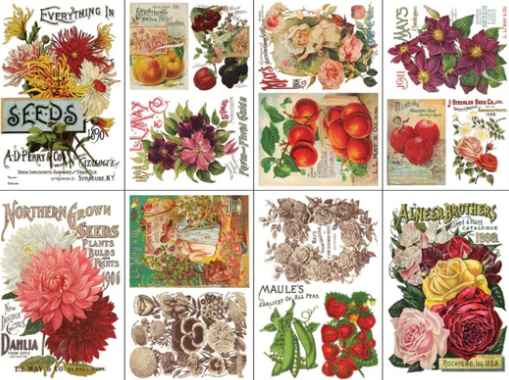 IOD Transfer Seed Catalogue
