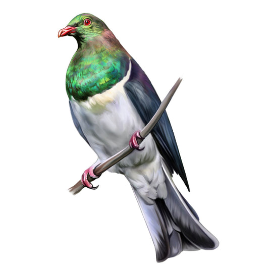 WC Transfer Kereru