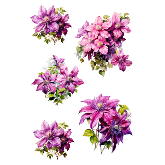 WC Transfer Clematis