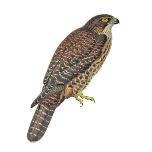 WC Transfer NZ Falcon