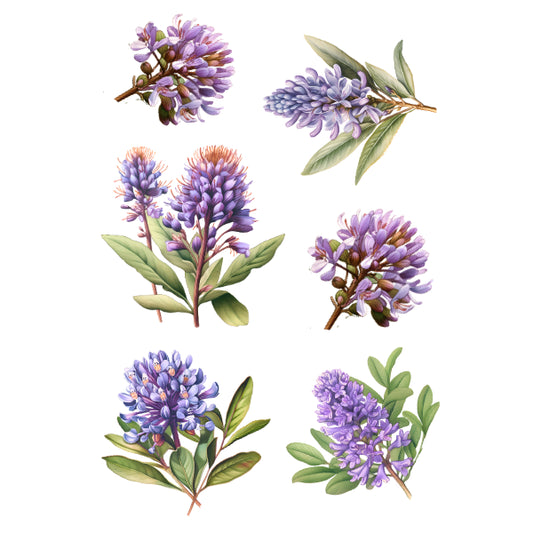 WC Transfer Hebe Plant