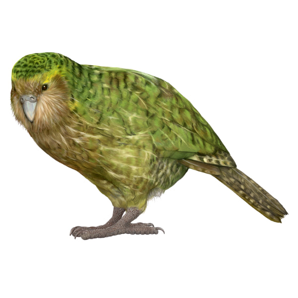 WC Transfer Kakapo
