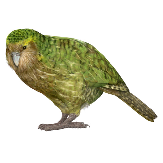 WC Transfer Kakapo