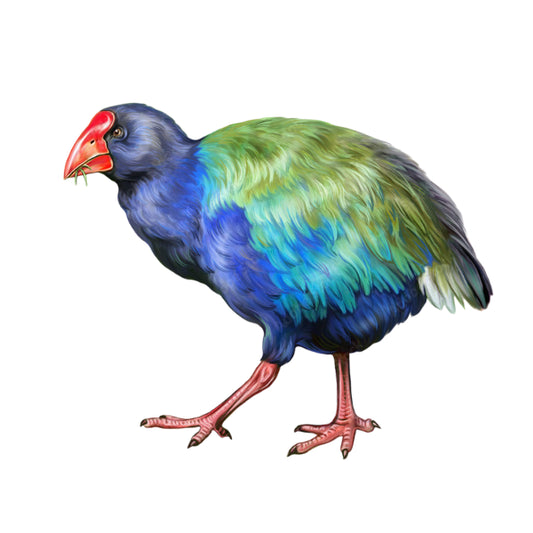 WC Transfer Takahe