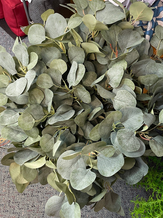 GN Bluegum Bush