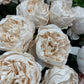GN Austin Rose - Aged Cream