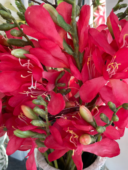 GN Freesia - Pink