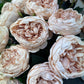 GN Austin Rose - Champagne