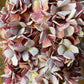 GN Petite Hydraenga Mix Pink