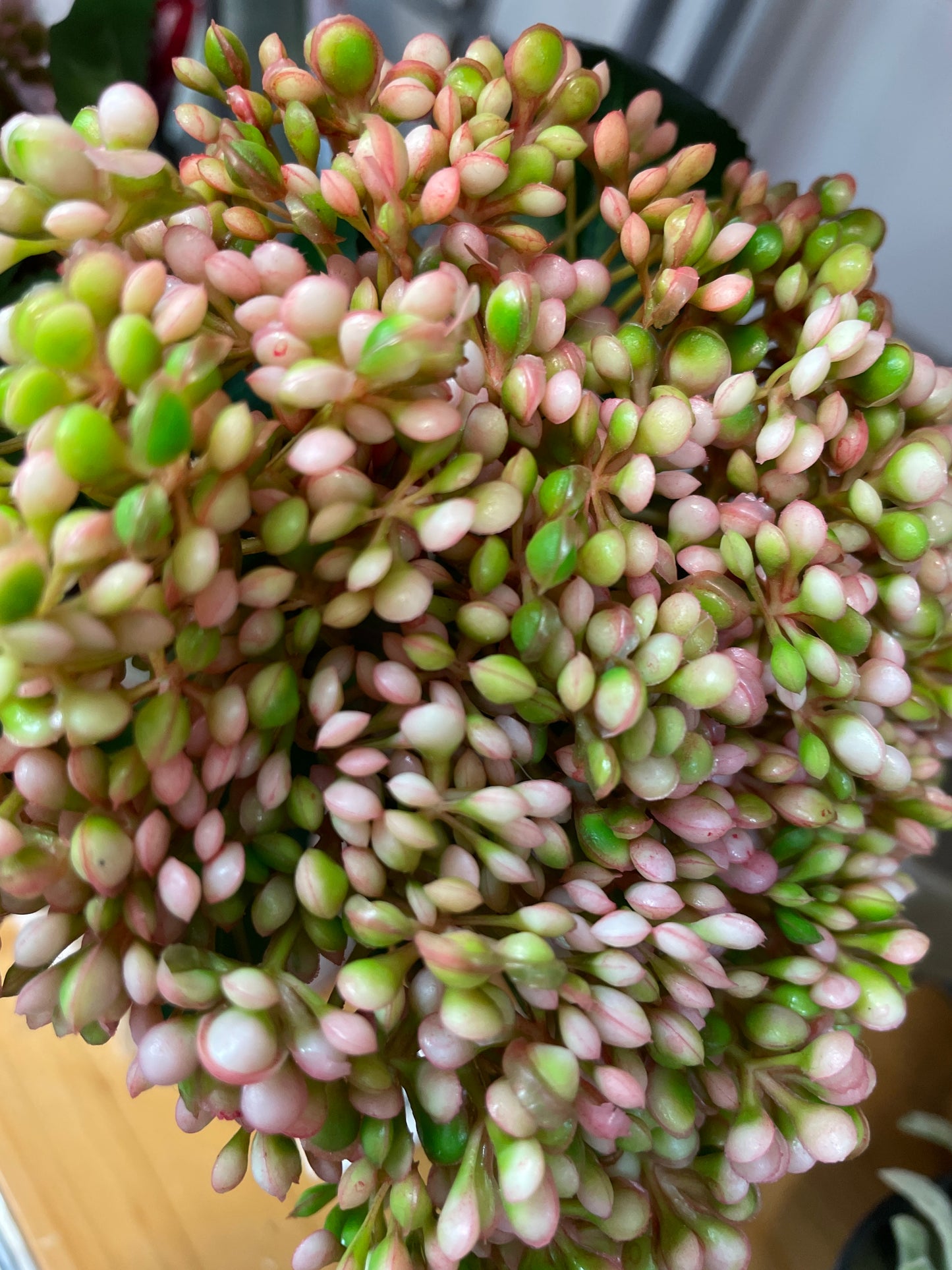 GN Sedum Bundle Pink/Green