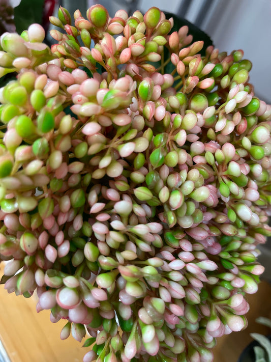 GN Sedum Bundle Pink/Green