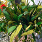 Willow Eucalyptus - New Green