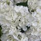 GN Vintage Hortensia - White