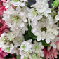 GN Lilac Stem White