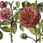 Botanist’s Journal Large IOD Decor Transfer
