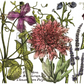 Botanist’s Journal Large IOD Decor Transfer