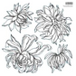 IOD Stamp Chrysanthemums