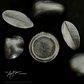 Clouded Pewter Metallic Concentrate