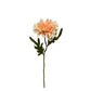 GN Cottage Dahlia Apricot
