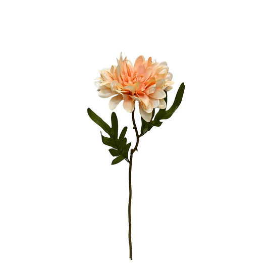 GN Cottage Dahlia Apricot
