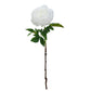 Duchess Peony - White