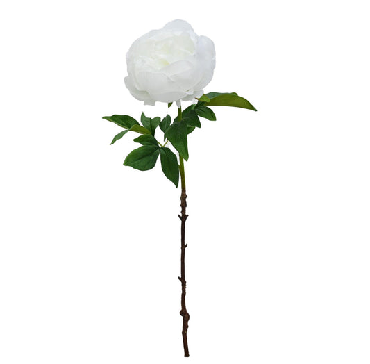 Duchess Peony - White