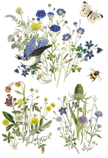 IOD Transfer Flora Greca