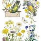 IOD Transfer Flora Greca