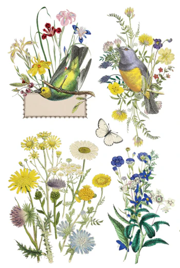 IOD Transfer Flora Greca