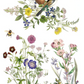 IOD Transfer Flora Greca